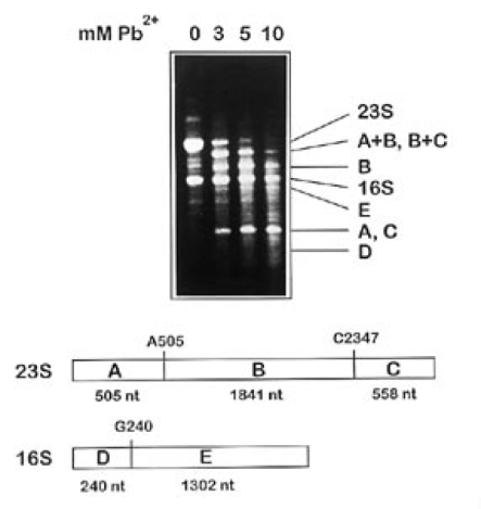 Separation of rRNAs from Pb2+-cleaved 70S ribosomes on an agarose gel. Ribosomes were incubated with various concentrations of Pb2+, RNA isolated and run on a 1.5% agarose gel with 0.5% SDS. Ethidum bromide staining of the gel reveals all the RNA fragments expected from the three strong cleavage sites. Schematic representations of these events are depicted below.