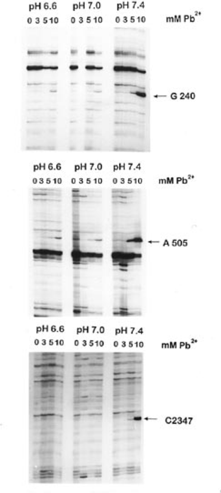 Analysis of the pH dependence of the Pb2+ cleavage reaction. Standard incubations with various concentrations of lead were done under three different pH conditions. Primer extension analysis of the three strong cleavage sites are shown and the positions of the nucleotides are indicated with an arrow.