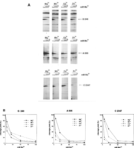 Competition experiments of the lead cleavage reaction with four different metal ions. Lead cleavage reactions were done in buffer containing 2 mM Mg2+ and 5 mM Pb2+ with increasing amounts of either Mg2+, Mn2+, Ca2+ or Zn2+. (A) Primer extension analysis of the three strong Pb2+ cleavage sites are shown and the positions of the nucleotides are indicated with an arrow. (B) Quantitative PhosphorImager analysis of the competition experiments.