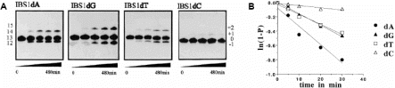 (A) Disproportionation of *pN7GACAGpdN RNA substrates (13mers) with single 3′-terminal deoxyribonucleotide substitutions (dN = dG, dA, dT or dC) in the presence of bI1 lariat intron RNA. Aliquots of 10 µM 32P-end-labelled 5′ exon derivatives *pN7GACAGpdN were incubated with 0.5 µM lariat-IVS in 40 mM Tris-HCl, pH 7.5, 60 mM MgCl2, 5 mM spermidine and 1.25 M NH4Cl, pH 7.5, at 45°C. Time is shown beneath each gel; numbers at the side of the gels indicate the corresponding length of reaction products. The input substrates were converted to labelled products one nucleotide shorter (−1) and to products extended in length by one or two nucleotides (+1 and +2). (B) Effect of different deoxyribonucleotide substitutions at the 5′ exon position (−1) on the the rate of substrate decrease. Rates were measured under reaction conditions described above. The natural logarithm of the fraction unreacted was plotted against time (P = fraction reacted at each time point).