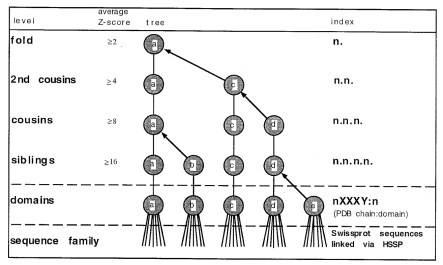  Hierarchical clustering of folds. Hierarchical clustering yields a convenient view (dendrogram) of fold neighbours at different level of structural similarity (Z-scores). In this example, five domains (columns a–e) belong to the same fold class. Based on the topology of the dendrogram, domains d and e are siblings (same parent node), domains a and b are cousins (same grandparent node), domains c and d are second cousins (same greatgrandparent node), and so on. To ease navigation, the user is presented with a uniform summary for each node in the dendrogram. The idea is to choose a central member of the cluster as a representative (3D template) onto which structural or sequence variability can be mapped based on the multiple alignment of cluster members. For example, domain a represents the whole class {a,b,c,d,e}, and the link d→c means that domain c is used to represents the set {c,d,e}. The fold...domain levels are based on structure similarity. Sequence families around proteins of known structure (bottom row) are defined by sequence similarity ( 14 ). Exploiting links involving structure alignments leads to accurate multiple alignments of distantly related protein families. Currently, the naming of structural similarity levels is not a statement about evolutionary relationships. However, we regularly observe that remote relatives are more similar to each other than to other proteins in the database, so in favourable cases examination of the fold dendrogram can lead to biological discoveries. For example, {a,b} and {d,e} including their associated sequence families are likely candidates for unification into a functionally conserved superfamily. 