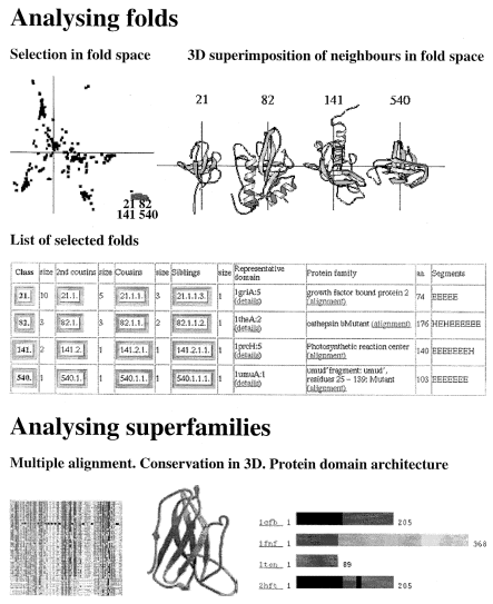  Touring fold space. The dictionary is based on the quantification of structural similarities by all-on-all comparison of known structures. Using the pairwise similarities, each structure can be positioned in an abstract high-dimensional fold space. The overall distribution of domains into general architectural types is visualized using 2D projections of fold space (‘roadmaps’) generated by multivariate scaling methods ( 3 ). Within fold space, there are tight clusters of domains that have the same fold, i.e., similar overall arrangement of secondary structure elements. The structural relationships between instances (member domains) of a fold are visualized using dendrograms (explained in Fig. 2 ). The WWW interface allows the database of structural neighbours to be queried in a variety of ways with dynamic views generated on the fly. In this example, clicking in the lower right corner of the 2D map (top left) leads to a table view (middle) of folds occupying this region of fold space. Click on ‘details’ for a representative domain to identify structural neighbours that form bridges between the fold clusters and can be used for 3D superimposition. In this case, superimposition reveals a shared motif consisting of two crossed β-hairpins (upper right, the numbers above the ribbon diagrams refer to fold class). To analyse a fold cluster in more detail, the user can expand or contract the fold tree (click on a node, e.g., 21.1.1.) and invoke different graphical views of selected subsets that highlight conserved sequence features and structural elements (bottom). 