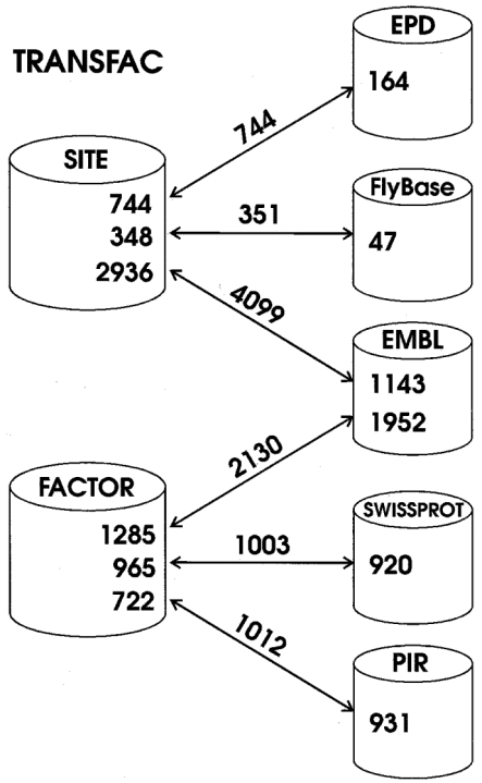 Cross-references between the TRANSFAC tables SITE and FACTOR and several external databases. Depicted are the number of entries of either TRANSFAC table which are connected to one of the external databases, the number of linked external database entries, and the number of links between these entries.