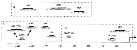  A fragment of the 5′ regulatory region of glycoprotein hormone α-subunit gene, α- GH (G000271, TRRD accession number). This 5′-regulatory region comprises: ( a ) a steroid-dependent negative regulatory element with glucocorticoid regulatory elements (GRE) and a steroid regulatory element (StRE); ( b ) a placenta-specific enhancer (URE, upstream regulatory element; TSE, trophoblast-specific element; GATA, GATA-factor binding site; CRE, cAMP-responsive element; JRE, junctional regulatory element); ( c ) a proximal promoter containing a CCAAT and a TATA box as well as a TRE (thyroid hormone regulatory element). Region b contains two composite elements which are indicated by arrows (URE/GATA and GATA/CRE). 