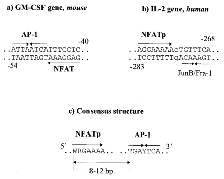  NFATp/AP-1 composite element specific for activated T cells. ( a , b ) Two examples from the COMPEL database; ( c ) consensus structure derived from COMPEL entries and used for recognition of the CE of this type. The sometimes imperfect palindromic AP-1 site is always located on the 3′-side of the asymmetric NFATp site WRGAAAA. 