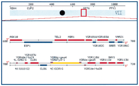 Clickable Features Map. This map shows the region of Chromosome VII, from 680 000 to 720 000 bp. This map, generated on demand, shows the location of physical map elements within this region of Chromosome VII. The map elements are color coded by type: dark green, ATCC clones; red, ORF encoded on the Watson strand; blue, ORFs encoded on the Crick strand; lime, tRNAs; grey, other RNA genes; yellow, transposons; burgundy, snRNAs; pink, LTRs.