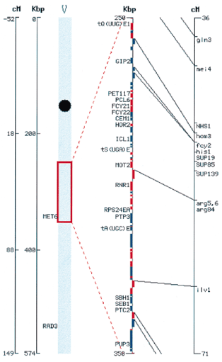 Clickable Combined Physical and Genetic Map. This map shows the region of chromosome V, from 250 000 to 350 000 bp. The left hand side of the map represents the entire chromosome, with vertical bars indicating genetic distance from the centromere in centimorgans (cM) and the physical length of the chromosome (in kb). The blue bar in the middle of the figure represents chromosome V, with the centromere position indicated by a black circle. The red square indicates the region of the chromosome for which the combined Physical and Genetic Map is displayed to the right. In the physical map, distance is measured in kb and ORFs are indicated by red (encoded on the Watson strand) or blue (encoded on the Crick strand) boxes. When available, the standard gene name is indicated. The genetic map is measured in centimorgans. The positions of genetically mapped genes are indicated by tick-mark next to the standard gene name. Demonstrated correlations between the genetic and physical maps are indicated by the black lines that extend from a location on the physical map to location on the genetic map.