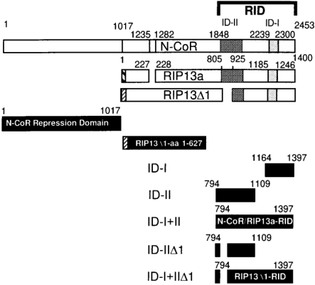  Schematic presentation of regions and domains in N-CoR, RIP13a and RIP13Δ1 used in the mammalian two hybrid assay.The shaded regions indicated the position of ID-I and ID-II in the C-terminal RID of N-CoR and its variants, RIP13a and RIP13Δ1. Striped areas in the N-termini of RIP13 and RIP13Δ1 represent unique N-terminal regions. There are two distinct differences between RIP13a and N-CoR. The first 1016 amino acids of N-CoR that encode that encode repression domains I and II, are replaced by 10 unique amino acids at the N-terminal end of RIP13a. However, RIP13a contains seven copies of a repeated motif, G-s-l-s/t-q-G-t-P, that associated with repressor activity in SMRT. Another difference is the replacement of 48 amino acids of N-CoR (amino acids 1235–1282) with a serine in RIP13a (amino acid 228). There are several minor amino acid changes described in detail in Seol et al . ( 4 ). The N-CoR and RIP13a RIDs are completely identical. Specifically, ID-I corresponded to the-region between amino acids 2218 and 2451 of N-CoR ( 1 ), and to amino acids 1164–1397 in RIP13a (ID-I in N-CoR, RIP13a and RIP13Δ1 are identical). ID-II corresponded to the region between amino acids 1848 and 2163 of N-CoR and to amino acids 794 and 1109 in RIP13a (ID-II in N-CoR and RIP13a are identical). ID-IIΔ1 from RIP13Δ1 has an internal deletion of 120 amino acids, that lacks amino acids 805–925 from the RIP13a ID-II. Regions of proteins containing the RIDs of N-CoR/RIP13a and RIP13Δ1 and the N-terminal repression domains used in the mammalian two hybrid and GST pulldown assays that were linked to GAL4, VP16 or pSG5 are shown in black. Amino acids in the ID-IIΔ1 and ID-I+IIΔ1 constructs refer to the corresponding amino acids in RIP13Δ1. 