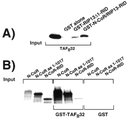  N-CoR directly interacts with TAF II 32 in vitro . Interaction of TAF II 32 and corepressors in vitro . ( A ) TAF II 32 was radiolabelled with 35 S-methionine by in vitro transcription/translation and tested for interaction with GST-alone, GST-RIP13Δ1-RID and GST-N-CoR/RIP13a-RID. Inputs of the radiolabelled 35 S-methionine protein are also shown. ( B ) N-CoR, N-CoR amino acids 1–1017 and the N-CoR/RIP13a-RID were radiolabelled with 35 S-methionine by in vitro transcription/translation and tested for interaction with GST-alone and GST-TAF II 32. Inputs of the radiolabelled 35 S-methionine protein are also shown. The input lanes contain ∼10% input. 