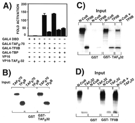  N-CoR directly interacts with TFIIB and TAF II 32. Analysis of the interaction of the N-CoR family of co-repressors with factors known to be involved in transcriptional activation by the mammalian two hybrid assay. JEG-3 cells were co-transfected with the indicated plasmids (+) in the presence of pG5E1bCAT reporter plasmid and assayed for CAT activity. Results shown are mean ± standard deviation and were derived from three independent transfections. ( A ) Interaction of factors known to be involved in transcriptional activation with TAF II 32. GAL4-DBD or GAL4-TAF II 70-TFIIB or -TBP were co-transfected with VP16 or the VP16-TAF II -32 chimera. ( B ) TAF II 70 and TFIIB were radiolabelled with 35 S-methionine by in vitro transcription/translation and tested for interaction with GST-alone and GST-TAF II 32. Inputs of the radiolabelled 35 S-methionine protein are also shown. The input lanes in all gels contain ∼10% input. ( C )N-CoR and TFIIB were radiolabelled with 35 S-methionine by in vitro transcription/translation and tested for interaction with GST-alone and GST-TAF II 32. Inputs of the radiolabelled 35 S-methionine protein are also shown. The input lanes in all gels contain ∼10% input. ( D ) N-CoR and TAF II 32 were radiolabelled with 35 S-methionine by in vitro transcription/translation and tested for interaction with GST-alone and GST-TFIIB. Inputs of the radiolabelled 35 S-methionine protein are also shown. The input lanes contain ∼10% input. 