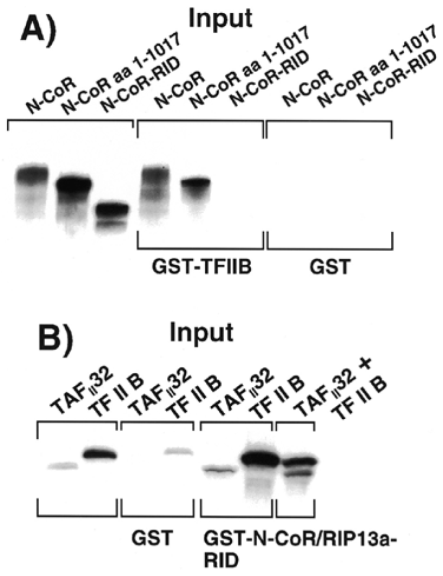  TFIIB interacts with the N-terminal and C-terminal regions of N-CoR: interaction of TFIIB and corepressors in vitro . ( A ) N-CoR, N-CoR amino acids 1–1017 and the N-CoR/RIP13a-RID were radiolabelled with 35 S-methionine by in vitro transcription/translation and tested for interaction with GST-alone and GST-TFIIB. Inputs of the radiolabelled 35 S-methionine protein are also shown. The input lanes contain ∼10% input. ( B ) TAF II 32 and TFIIB were radiolabelled with 35 S-methionine by in vitro transcription/translation and tested for interaction with GST-alone and GST-N-CoR/RIP13a-RID. Inputs of the radiolabelled 35 S-methionine protein are also shown. The input lanes contain ∼10% input. 