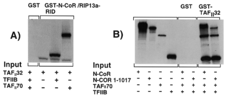  N-CoR directly interacts with TAF II 32, TAF II 70 and TFIIB. ( A ) Interaction of TFIIB, TAFs 32 and 70 with N-CoR in vitro . TAF II 32, TAF II 70 and TFIIB were radiolabelled with 35 S-methionine by in vitro transcription/translation and tested for interaction with GST-alone and GST-N-CoR/RIP13a-RID. ( B ) N-CoR, N-CoR amino acids 1–1017, TAF II 70 and TFIIB were radiolabelled with 35 S-methionine by in vitro transcription/translation and tested for simultaneous interaction with GST-alone, and GST-TAF II 32. Inputs of the radiolabelled 35 S-methionine protein are also shown. The input lanes contain ∼10% input. 