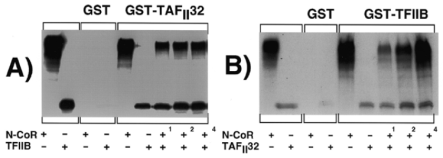  N-CoR, TAF II 32 and TFIIB interact in a non-competitive manner. ( A ) N-CoR and TFIIB were radiolabelled with 35 S-methionine by in vitro transcription/translation and tested for interaction with GST-alone and GST-TAF II 32. We examined the effect of increasing amounts of N-CoR (1, 2 and 4 µl) on the efficiency of the interaction between GST-TAFII32 and TFIIB. Inputs of the radiolabelled 35 S-methionine protein are also shown. The input lanes contain ∼10% input. ( B ) N-CoR and TAF II 32 were radiolabelled with 35 S-methionine by in vitro transcription/translation and tested for interaction with GST-alone and GST-TFIIB. We examined the affect of increasing amounts of N-CoR (1, 2 and 4 µl) on the efficiency of the interaction between GST-TFIIB and TAF II 32. Inputs of the radiolabelled 35 S-methionine protein are also shown. The input lanes contain ∼10% input. 