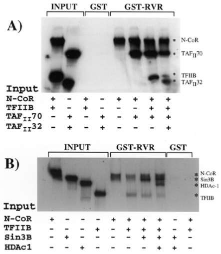  RVR forms a complex with N-CoR, the general transcriptional machinery and the Sin3B-HDAc-1 complex. N-CoR, TAF II 70, TAF II 32, Sin3B and HDAc-1 and TFIIB were radiolabelled with 35 S-methionine by in vitro transcription/translation and tested for interaction with GST-alone and GST-RVR (Rev-erbβ) in vitro . ( A ) N-CoR, TFIIB and the TAFs were radiolabelled with 35 S-methionine by in vitro transcription/translation and tested for interaction with GST-alone and GST-RVR. Inputs of the radiolabelled 35 S-methionine protein are also shown. The input lanes contain ∼5–10% input. ( B ) N-CoR, Sin3B, HDAc-1 and TFIIB were radiolabelled with 35 S-methionine by in vitro transcription/translation and tested for interaction with GST-alone and GST-RVR. Inputs of the radiolabelled 35 S-methionine protein are also shown. The input lanes contain ∼5–10% input. 