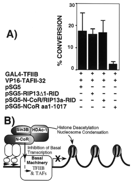  The N-CoR repression domain inhibits the functional interaction between TFIIB and TAF II 32 in vivo . ( A ) JEG-3 cells were co-transfected with GAL4-TFIIB (1 µg) and VP16-TAFII-32 (1 µg) and with the indicated pSG5 plasmids (1 µg) (+) in the presence of pG5E1bCAT reporter plasmid and assayed for CAT activity. Percent conversion of 14 C-chloramphenicol to its acetylated forms was calculated. Results shown are mean ± standard deviation and were derived from three independent transfections. ( B ) A cartoon that highlights the dual role of N-CoR in the repression of gene expression. N-CoR is involved in mediating nucleosome condensation and inhibiting the basal transcriptional machinery. 