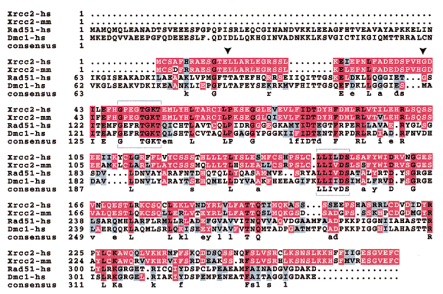  Comparison of the human and mouse Xrcc2 predicted protein sequences with each other and with other human members of the RecA/Rad51 family (GCG Pileup program with default values). White lettering on red indicates identity of the Xrcc2 sequences to each other and to either Rad51 or Dmc1; black on red indicates identity of all four sequences; black on blue indicates amino acid similarities. Intron-exon boundaries for the three exons of the XRCC2 genes are shown by arrowheads. The two nucleotide binding domains are boxed. 