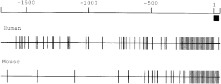  Genomic DNA sequence at the 5′-end of XRCC2 . ( A ) Human genomic sequence, including exon 1, with the translation start site underlined. The maximum extent of RACE products is shown by an arrowhead. The conceptual protein sequence is shown as far as an upstream stop codon, with exon 1 shown in brackets. Restriction sites characteristic of CpG islands ( 34 ) are shown above the sequence. ( B ) Distribution of CpG sites (vertical bars) in a 1730 bp region of the human and mouse genome upstream of XRCC2 exon 1 (black box). A scale in base pairs, with numbering as for (A), is shown above the sequences. The mouse genomic sequence is from accession no. AC004093. 