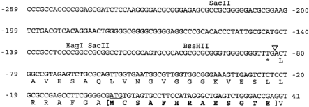  Genomic DNA sequence at the 5′-end of XRCC2 . ( A ) Human genomic sequence, including exon 1, with the translation start site underlined. The maximum extent of RACE products is shown by an arrowhead. The conceptual protein sequence is shown as far as an upstream stop codon, with exon 1 shown in brackets. Restriction sites characteristic of CpG islands ( 34 ) are shown above the sequence. ( B ) Distribution of CpG sites (vertical bars) in a 1730 bp region of the human and mouse genome upstream of XRCC2 exon 1 (black box). A scale in base pairs, with numbering as for (A), is shown above the sequences. The mouse genomic sequence is from accession no. AC004093. 