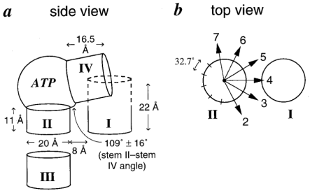schematic representation of the mechanism of allosteric regulation of a ribozyme a side