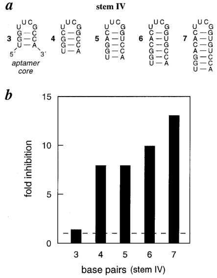 the effect of stem iv length on allosteric function a sequences of different