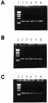 Stable plasmid maintenance by repressor titration. Escherichia coli YA694::pUC18 was grown on minimal medium supplemented with glucose and ampicillin, then inoculated into minimal media containing (A) lactose and ampicillin, (B) lactose and (C) glucose. Plasmid was extracted at intervals over 72 cell generations and subjected to agarose gel electrophoresis. Lane 1 contains HindIII-cut λ DNA size markers; lanes 2–6 are EcoRI-linearised pUC18 isolated after growth for ∼0 (inoculum), 15, 36, 55 and 72 generations, respectively.