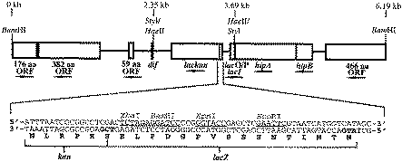 The construct which is cloned into the single BamHI site of pUC18, forming the plasmid pN1lackan. The lackan fusion is located adjacent to the dif sequence and disrupts the C-terminus of the hipA ORF. The nucleotide sequence flanking the fusion site between lacZ and kan is illustrated, with selected restriction endonuclease sites underlined. The fusion protein start codon and the common serine residue are displayed in bold, and the corresponding amino acid sequence is displayed. When linearised, pN1lackan was used to introduce the lackan fusion into the dif locus of the E.coli chromosome.