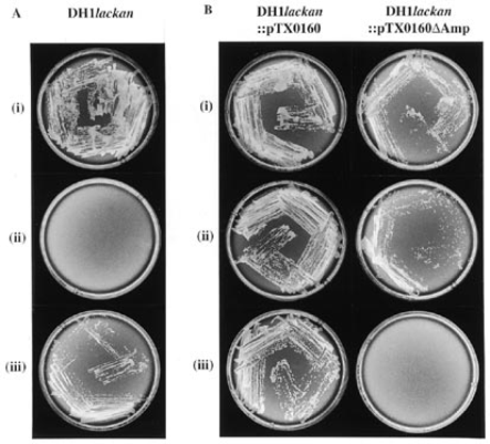 Growth of E.coli DH1lackan on media containing kanamycin. (A) Untransformed DH1lackan plated on (i) LB alone (control), (ii) kanamycin and (iii) kanamycin and IPTG. (B) DH1lackan::pTX0160 and DH1lackan:: pTX0160ΔAmp, plated on (i) LB alone (control), (ii) kanamycin and (iii) ampicillin.