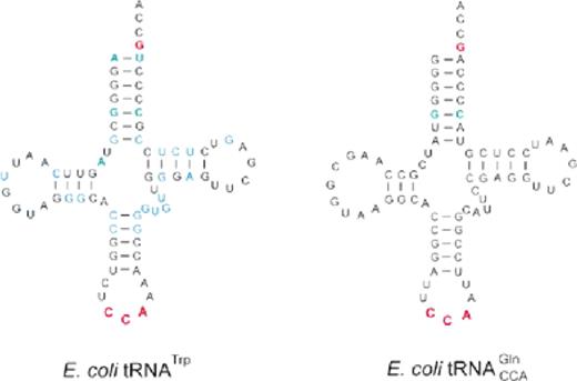 The predicted secondary structures of unmodified E.coli tRNATrP and tRNAGlnCCA Gl shown in cloverleaf form. Nucleotides which act as strong identity elements for tRNATrP are shown in red, weak identity elements in green. Positions which differ in B.stearothermophilus tRNATrP are shown in blue.