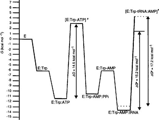 Gibbs' free energy profile for the aminoacylation of tRNATrP (solid line) and (dashed line) with tryptophan catalyzed by E.coli TrpRS. All reaction species and the calculation of the relative energy levels are described in the text.