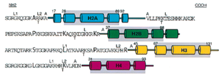 Core histone tail sequences and histone secondary structure. Tail sequences for the main human histone variants are shown with every tenth residue in bold type. The first (N-termini) or last (C-terminus of H2A) residues to be included in the molecular models from the crystal structures of the core histone octamer (3) or a nucleosome core (6) are indicated as A or L, respectively. L1 and L2 indicate cases where different numbers of residues for each of the two proteins present in the core structure were included in the model. α-Helical regions are indicated as columns and the three α-helices comprising the histone fold domain in each protein are indicated by the gray box. The T indicates the bond closest to the histone fold domain susceptible to trypsin proteolysis in the nucleosome.