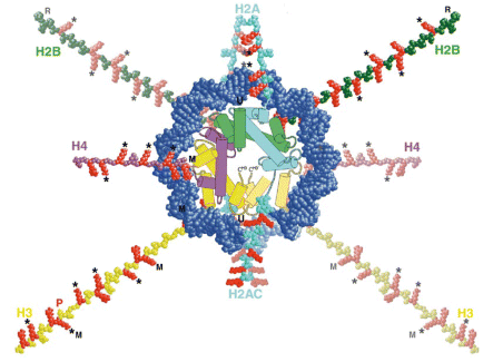 Sites of post-translational modifications within the histone tail domains. The histone tail domains and the nucleosome core proper are viewed along the superhelical DNA axis. The tail domains are modeled as fully extended polypeptide chains to show the approximate length of these domains with respect to the largely a-helical histone fold domains (columns). Tail sequences are positioned according to the X-ray crystal structure of a nucleosome core (6). The top and bottom superhelical turns of core DNA are colored blue and light blue, respectively. H2A, H2B, H3 and H4 are colored cyan, green, yellow and magenta, respectively, while arginine and lysine residues in the tails are colored red. The H2A C-terminal tail is indicated as H2AC. Note that only the top four polypeptides are shown in their entirety; a portion of H3 from the bottom half of the nucleosome is shown (light yellow). Likewise, tails from histones in the bottom half of the nucleosome are shaded lighter than those from the top half. Well-characterized sites of acetylation on lysines are indicated by an asterisk (1). Sites of methylation (M), the site of phosphorylation (P) in the H3 tail (Ser10), and sites of ribosylation (R) and ubiquitination (U) in H2A and H2B are also indicated (1). Note that other sites of modifications such as phosphorylation of the N-terminal serines of H2A and H2B are not represented here.