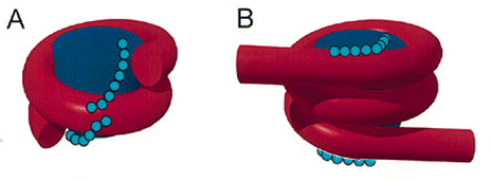 Location of the C-terminal tail of H2A in nucleosome core particles (A) and in nucleosomes containing linker DNA (B). The sites of DNA contact by the C-terminal tail as mapped by general and specific crosslinking experiments are shown (31,32,51). The DNA is shown as a red tube, the core histones as a blue column and residues comprising the C-terminal tail of H2A as light blue spheres.