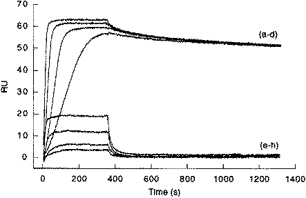 Sensorgrams of 20, 10, 5 and 2.5 nM NF-κB p50 binding to 20 RU of immobilised Ig-κB-specific DNA (a–d) and non-specific DNA (e–h) in running buffer containing 100 mM KCl. The upper curve of each series corresponds to the highest concentration of p50.