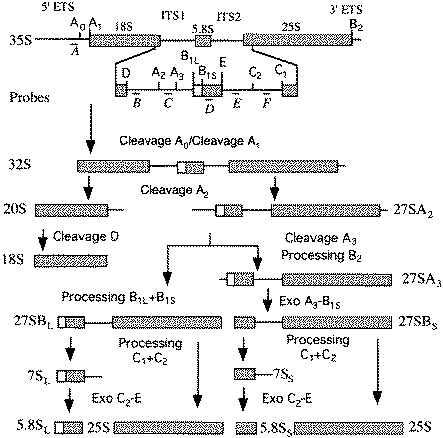 Structure of the 35S pre-rRNA and major intermediates of the rRNA processing pathway in S.cerevisiae. The 35S pre-rRNA contains the sequences of the mature 18S, 5.8S and 25S rRNAs separated by two internal transcribed spacers (ITS1 and ITS2) and flanked by 5′ and 3′ external transcribed spacers (ETS). Letters below the 35S pre-rRNA diagram (probes A–F) indicate the position of the oligonucleotide probes used in northern analysis.