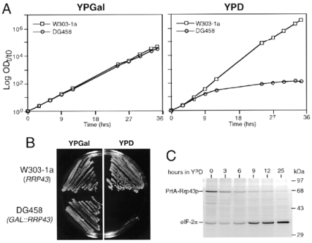 Characterization of the conditional strain for RRP43. (A) Growth curves of W303-1a (RRP43) and DG458 (GAL::RRP43) cultured at 30°C in YPGal and shifted to YPD at time 0. OD600 values are plotted as log ODt/t0, where t0 is the initial OD600 and t is time in hours after transfer to YPD. (B) Growth at 30°C of W303-1a and DG456 on YPGal and YPD plates. (C) Immunoblot analysis showing levels of PrtA-Rrp43p and endogenous eIF2α in DG458 at various times after a shift from YPGal to YPD. The same amount of total protein was loaded in each lane. See Materials and Methods for details.