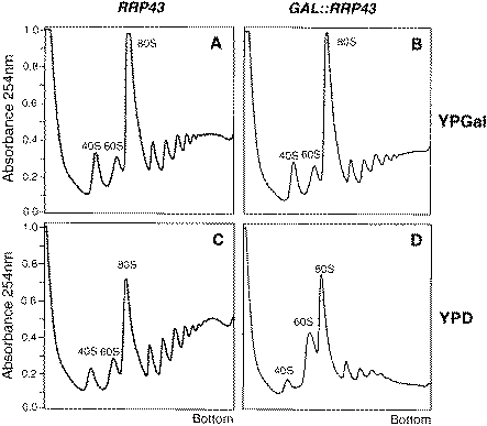 Rrp43p-depleted cells show defective polysome profiles. Polysome profiles were analyzed from strains W303-1a (RRP43) and DG458 (GAL::RRP43) by sedimentation through 15–50% sucrose gradients. Cultures were either grown in YPGal (A and B) or shifted to YPD for 12 h (C and D).