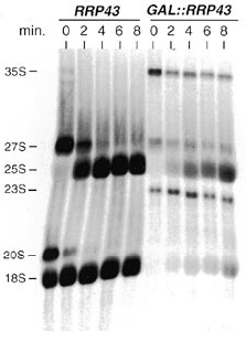 Pulse-chase labeling of rRNA synthesis in Rrp43p-depleted cells. Pulse-chase labeling with [methyl-3H]methionine was performed in W303-1a (RRP43) and DG458 (GAL::RRP43) cells shifted from SCgal to SCglu lacking methionine for 8 h. RNA samples were collected every 2 min. An aliquot of 1 OD260 of total RNA was loaded in each lane. See Materials and Methods for details.