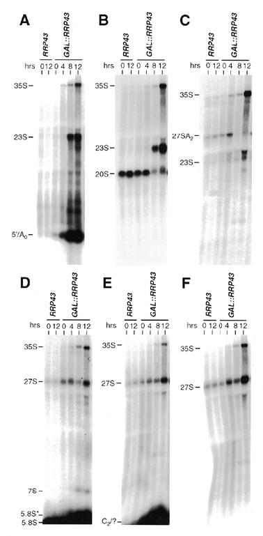 Analysis of pre-rRNA steady-state levels in Rrp43p-depleted cells. RNA was analyzed from strain W303-1a (RRP43) at times 0 and 12 h after transfer to YPD and from strain DG458 (GAL::RRP43) at times 0, 4, 8 and 12 h after transfer to YPD. Equivalent amounts of total RNA were loaded in each lane. (A) Probe A, complementary to sequences upstream of site A0 in the 5′ ETS; (B) probe B, complementary to a region downstream of the 18S rRNA 3′-end/upstream of site A2 in ITS1; (C) probe C, complementary to sequences between sites A2 and A3 in ITS1; (D) probe D, complementary to sequences in the 5.8S rRNA; (E) probe E, complementary to sequences between sites C2 and E; (F) probe F, complementary to sequences between sites C1 and C2 in ITS2. See Materials and Methods and Figure 1 for details.