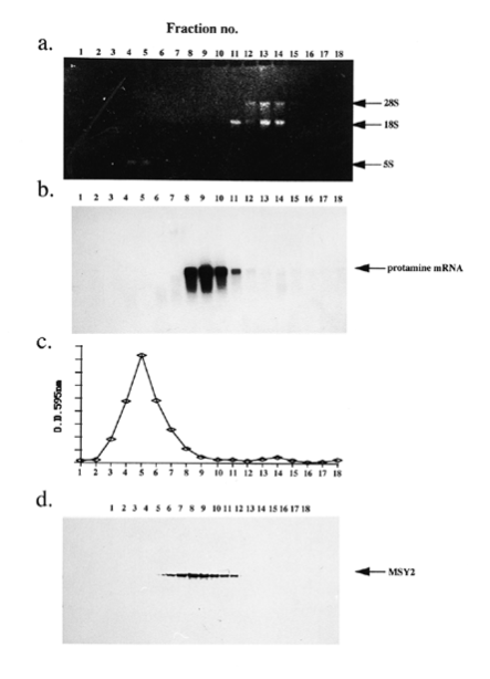 Calibration of Nycodenz gradient and identification and isolation of mRNPs. Post-nuclear testicular extracts were sedimented on a 20–60% Nycodenz gradient. The gradient was then divided into 18 fractions for several analyses. (a) Deproteinized RNA was electrophoresed through a denaturing formaldehyde-1% agarose gel and stained with ethidium bromide. (b) Northern blot of the gel in the top panel probed with a 32P-labeled protamine 2 cDNA (108 c.p.m./ml). (c) Protein content of each fraction as determined by Bradford assay. (d) Western blot of protein electrophoresed through a 15% SDS-polyacylamide gel and detected with antibody to mRNP3+4.