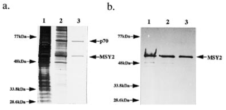 Purification of mRNPs and identification of major masking proteins. Following oligo(dT) selection, proteins were separated on a 10% SDS-PAGE gel and monitored by (a) silver staining and (b) western blotting using anti-mRNP3+4 antibody. Lane 1, aliquot (5 µg) of Nycodenz gradient fractions 8–10; lane 2, proteins (1 µg protein) associated with biotinylated oligo(dT)-bound Streptavidin beads after washing; lane 3, proteins (0.1 µg protein) eluted from oligo(dT) selected mRNPs.