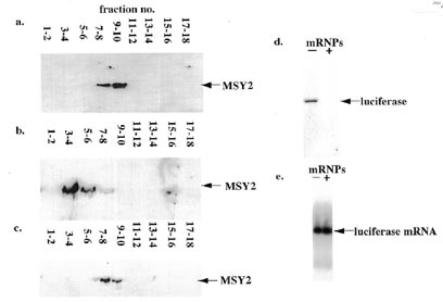 mRNPs reconstituted with an exogenous RNA and its subsequent translational repression in vitro. Western blot using anti-mRNP3+4 antibody of samples separated on a 20–60% Nycodenz gradient of (a) native mRNPs (4 µg protein). (b) Dissociated mRNPs (4 µg protein) pre-treated with micrococcal nuclease and Triton X-100. (c) mRNPs (4 µg protein) reconstituted with luciferase mRNA (1 µg). (d) Cell-free translation of luciferase mRNA (1 µg) pre-incubated in a solution of DOC, CaCl2, micrococcal nuclease, EGTA and Triton X-100 at concentrations indicated in methods. −, free luciferase RNA; +, reconstituted luciferase mRNPs. (e) Northern blot of total RNA after cell-free translation (−) and total RNA purified from reconstituted mRNPs after cell-free translation (+).