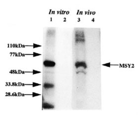 In vitro and in vivo phosphorylation of MSY2. Lane 1, in vitro phosphorylated mRNPs (0.1 µg) immunoprecipitated with anti-mRNP3+4 antibody; lane 2, in vitro phosphorylated mRNPs (0.1 µg) incubated with guinea pig serum; lane 3, in vivo phosphorylated mRNPs (0.1 µg) immunoprecipitated with anti-mRNP3+4 antibody; lane 4, in vivo phosphorylated mRNPs (0.1 µg) incubated with guinea pig serum. Proteins were separated by SDS-PAGE and visualized by autoradiography.