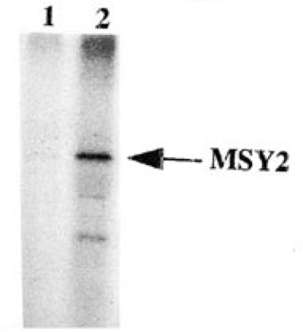 MSY2 kinase is associated with MSY2 in a complex. Purified oligo(dT) selected mRNPs (0.1 µg) were digested with RNase followed by immunoprecipitation with anti-mRNP3+4 antibody or incubation with guinea pig serum. The precipitated complexes were phosphorylated in vitro and the products separated on 10% SDS-polyacrylamide gels. Lane 1, mRNPs incubated with guinea pig serum; lane 2, mRNPs incubated with anti-mRNP3+4 antibody. Proteins were separated by SDS-PAGE and visualized by autoradiography.