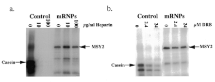 The MSY2 associated kinase is not CK2. (a) Control, phosphorylation of casein (50 ng) by CK2 (5 U) in the presence of increasing amounts of heparin; mRNPs, in vitro phosphorylation of mRNPs (0.1 µg per reaction) in the presence of increasing amounts of heparin. (b) Control, phosphorylation of casein (50 ng) by CK2 (5 U) in the presence of increasing amounts of DRB; mRNPs, in vitro phosphorylation of mRNPs (0.1 µg per reaction) in the presence of increasing amounts of DRB. Proteins were separated by SDS-PAGE and visualized by autoradiography.