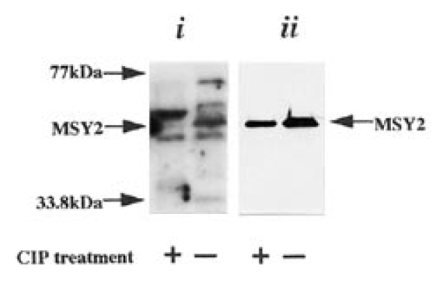 Dephosphorylation of MSY2 results in a decrease in its affinity for RNA. (i) Northwestern blot using 32P-labeled protamine 2 RNA (105 c.p.m./ml) and (ii) western blot using anti mRNP3+4 antiserum of purified oligo(dT) selected mRNPs (0.1 µg) pre-incubated in the presence (+) or absence (−) of CIP (25 U/ml).