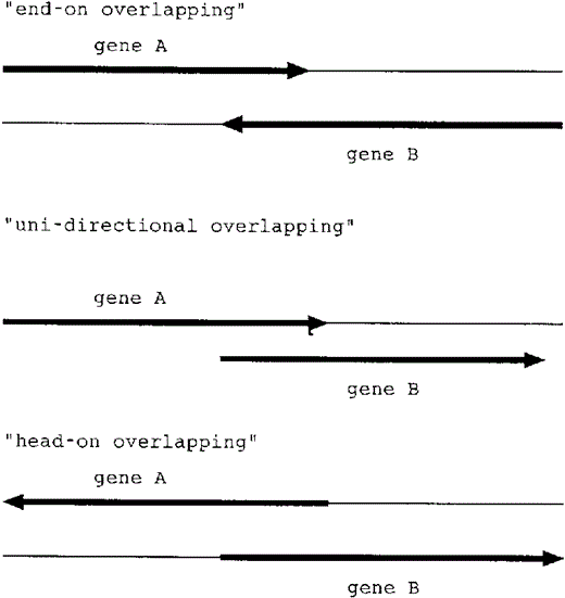Three patterns of overlapping genes.