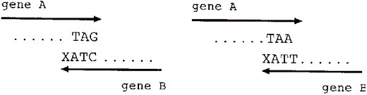 4-base overlapping genes.