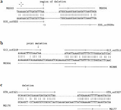 Causes of overlapping genes. (a) Deletion of stop codon. Deletion of a segment that includes a stop codon in one of two adjacent non-overlapping genes can result in overlapping genes. (b) Point mutation at stop codon. A stop codon (TAA or TAG) in one of two adjacent non-overlapping genes has been lost due to a point mutation, elongating the gene's coding region and resulting in overlapping genes. (c) Frame-shift. Frame-shift mutation in coding region of one of two adjacent non-overlapping genes can cause elongation of the gene, resulting in overlapping genes.