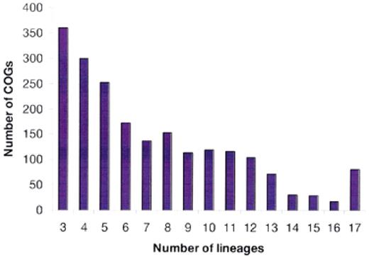Figure 3. Distribution of the COGs by the number of phylogenetic lineages. Typically, a lineage is represented by only one species. However, the following pairs of (relatively) close bacterial species were merged and treated as a single entity prior to the COG construction: Mycoplasma genitalium and Mycoplasma pneumoniae, Chlamydia trachomatis and Chlamydia pneumoniae, Escherichia coli and Haemophilus influenzae, and two strains of Helicobacter pylori.
