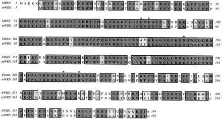 Figure 1. Amino acid sequence alignment of the N-terminal regions of hWRN and mWRN proteins. Identical amino acids are shaded in dark gray and similar amino acids in light gray. The five amino acids (D82, E84, D143, Y212 and D216 in human; D76, E84, D137, Y206 and D210 in mouse) critical for exonuclease activity are labeled with asterisks. The amino acid sequences were aligned using a MacVector software.